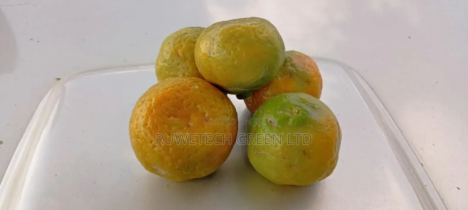 Tangerine Fruit Seedlings