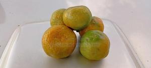 Tangerine Fruit Seedlings - thumbnail 2