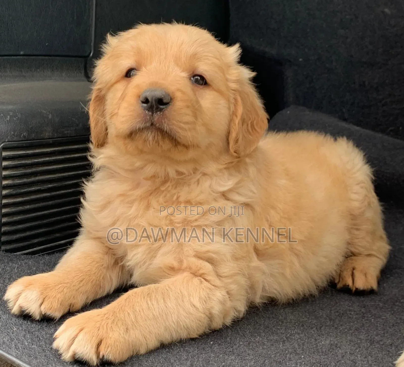 1-3 months Male Purebred Golden Retriever