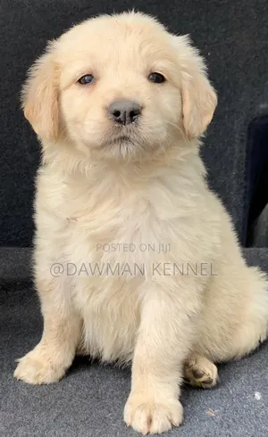1-3 months Male Purebred Golden Retriever