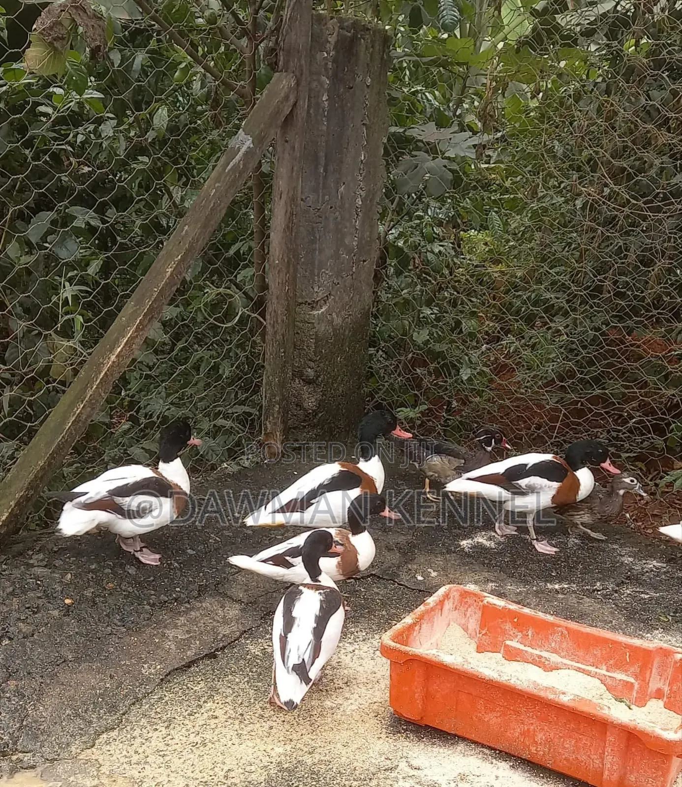 Shelducks Ducks