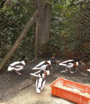 Shelducks Ducks - thumbnail 2