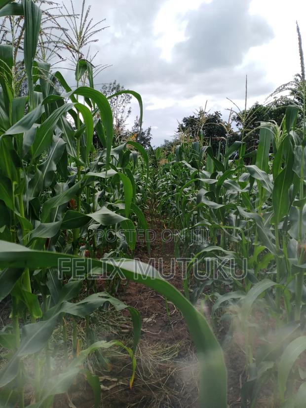 2 Acr Land for Sale. - thumbnail 5