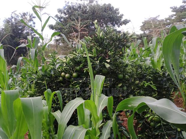 2 Acr Land for Sale. - thumbnail 6