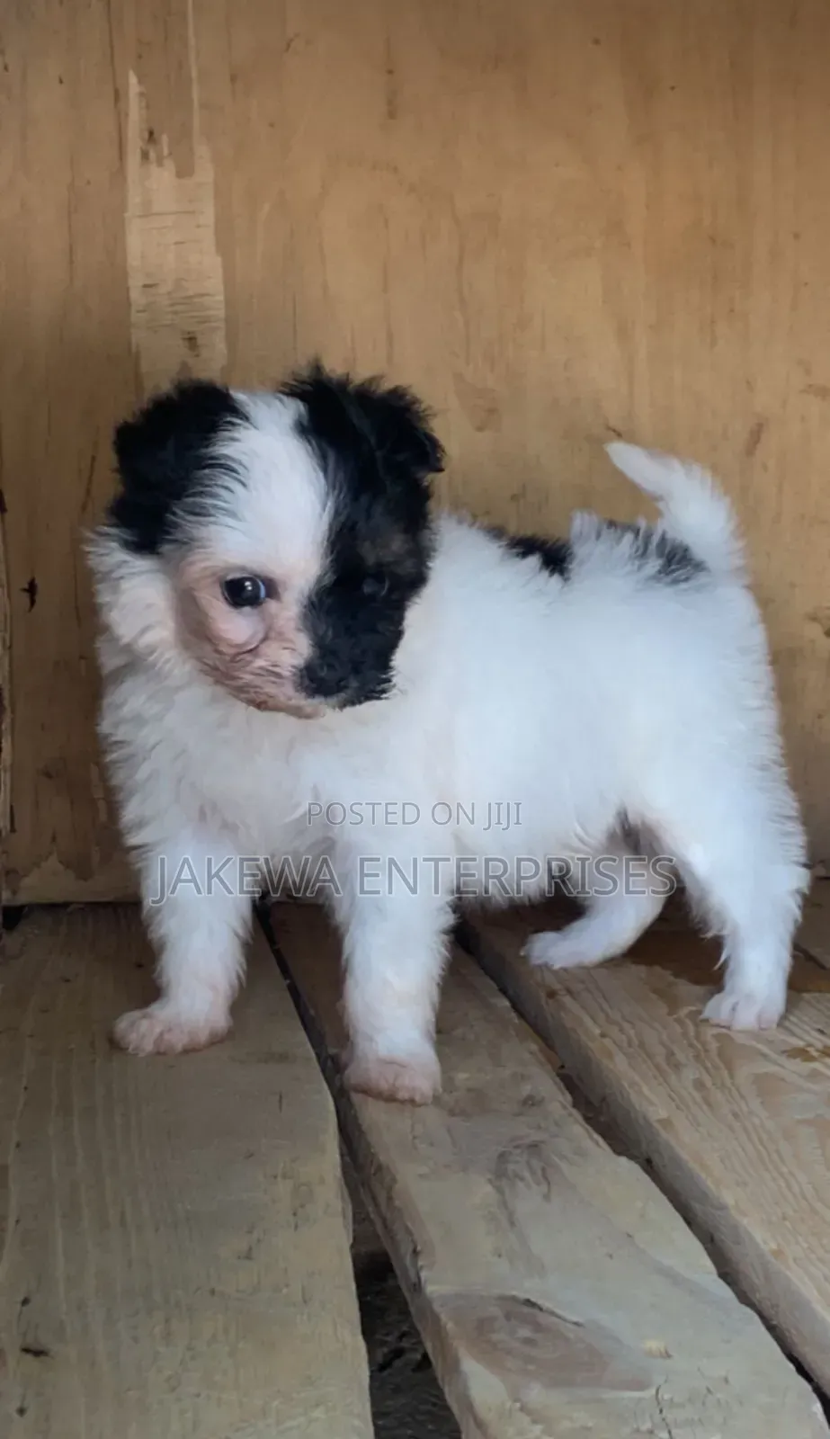 1-3 months Male Purebred Havanese