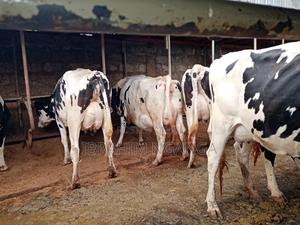 Lactating Cows for Sale - thumbnail 2