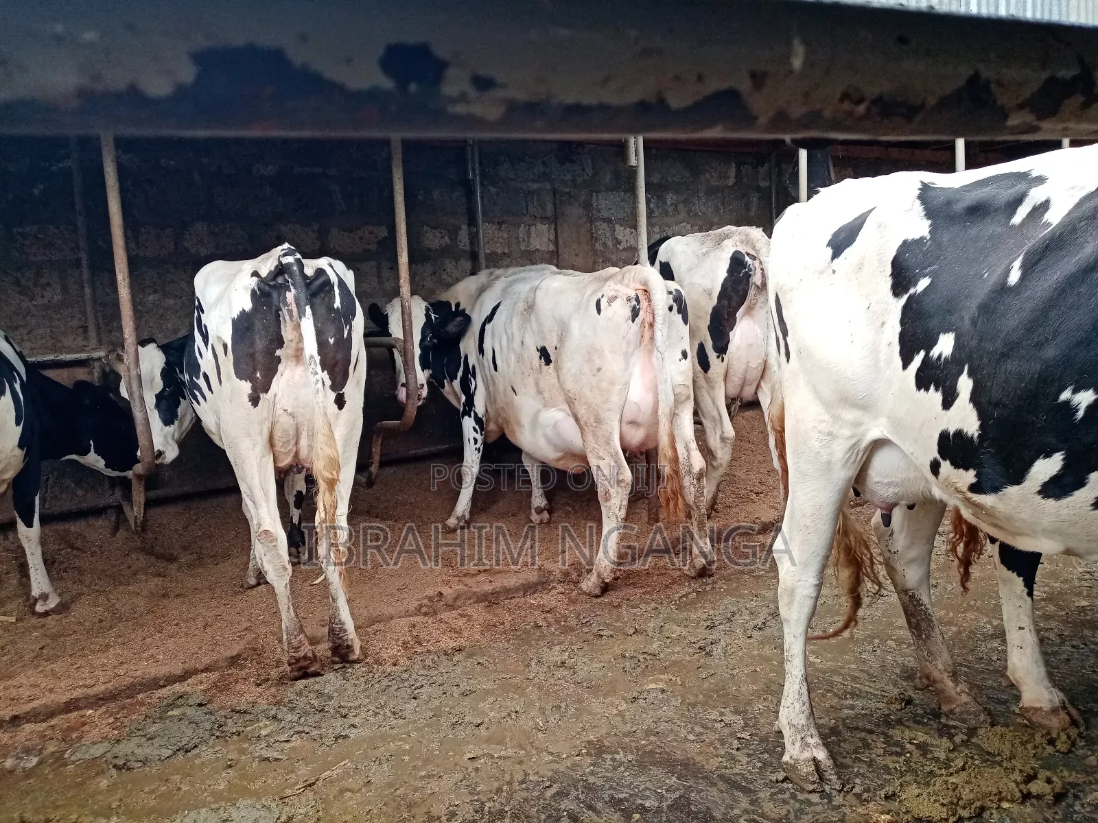 Lactating Cows for Sale