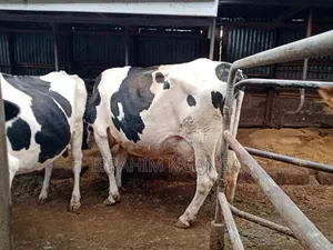 Lactating Cows for Sale