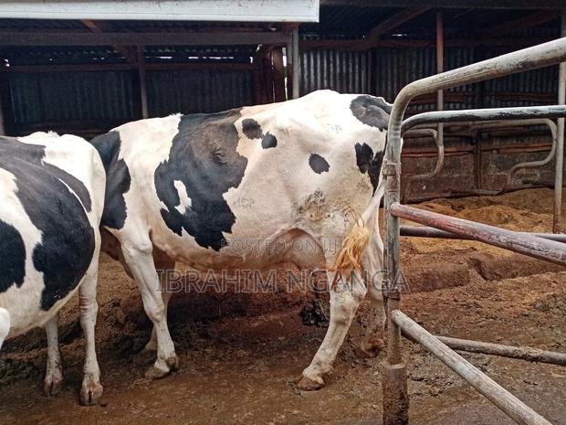Lactating Cows for Sale - thumbnail 5