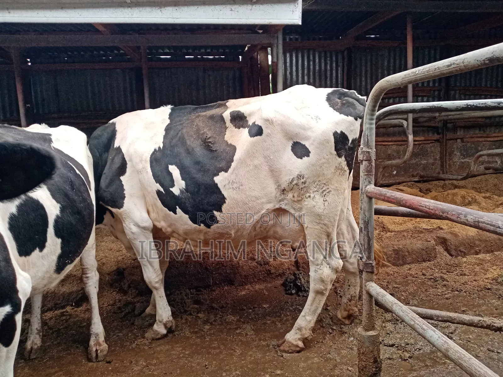 Lactating Cows for Sale