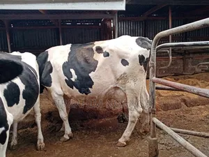 Lactating Cows for Sale