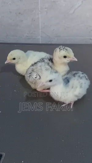 Bronze/Royal Palm Turkey Chicks Day Old to Month Old