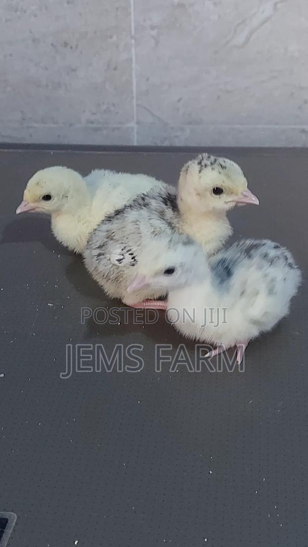 Bronze/Royal Palm Turkey Chicks Day Old to Month Old
