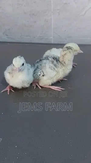 Bronze/Royal Palm Turkey Chicks Day Old to Month Old