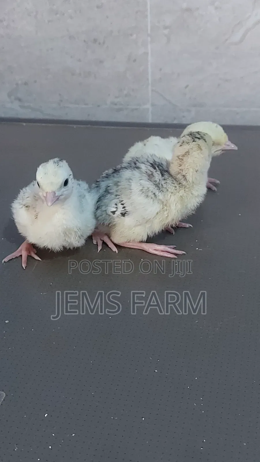 Bronze/Royal Palm Turkey Chicks Day Old to Month Old