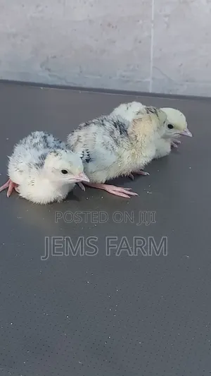 Bronze/Royal Palm Turkey Chicks Day Old to Month Old