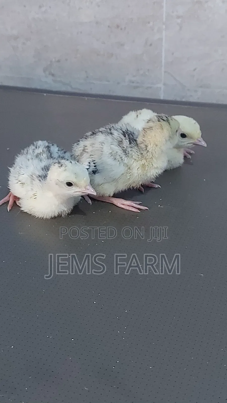Bronze/Royal Palm Turkey Chicks Day Old to Month Old