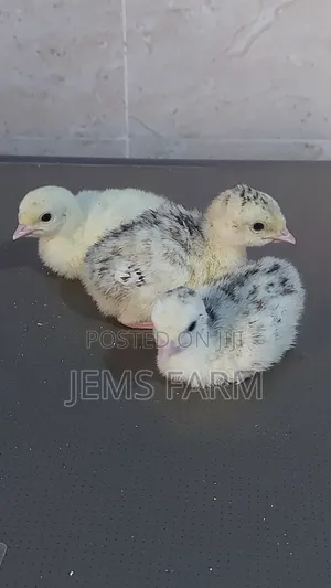Bronze/Royal Palm Turkey Chicks Day Old to Month Old