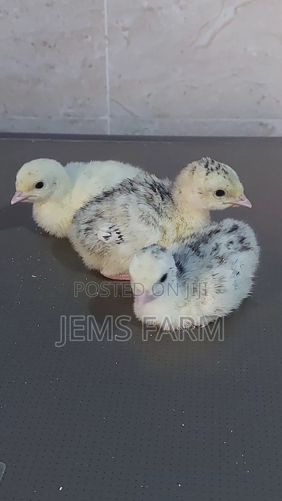 Bronze/Royal Palm Turkey Chicks Day Old to Month Old