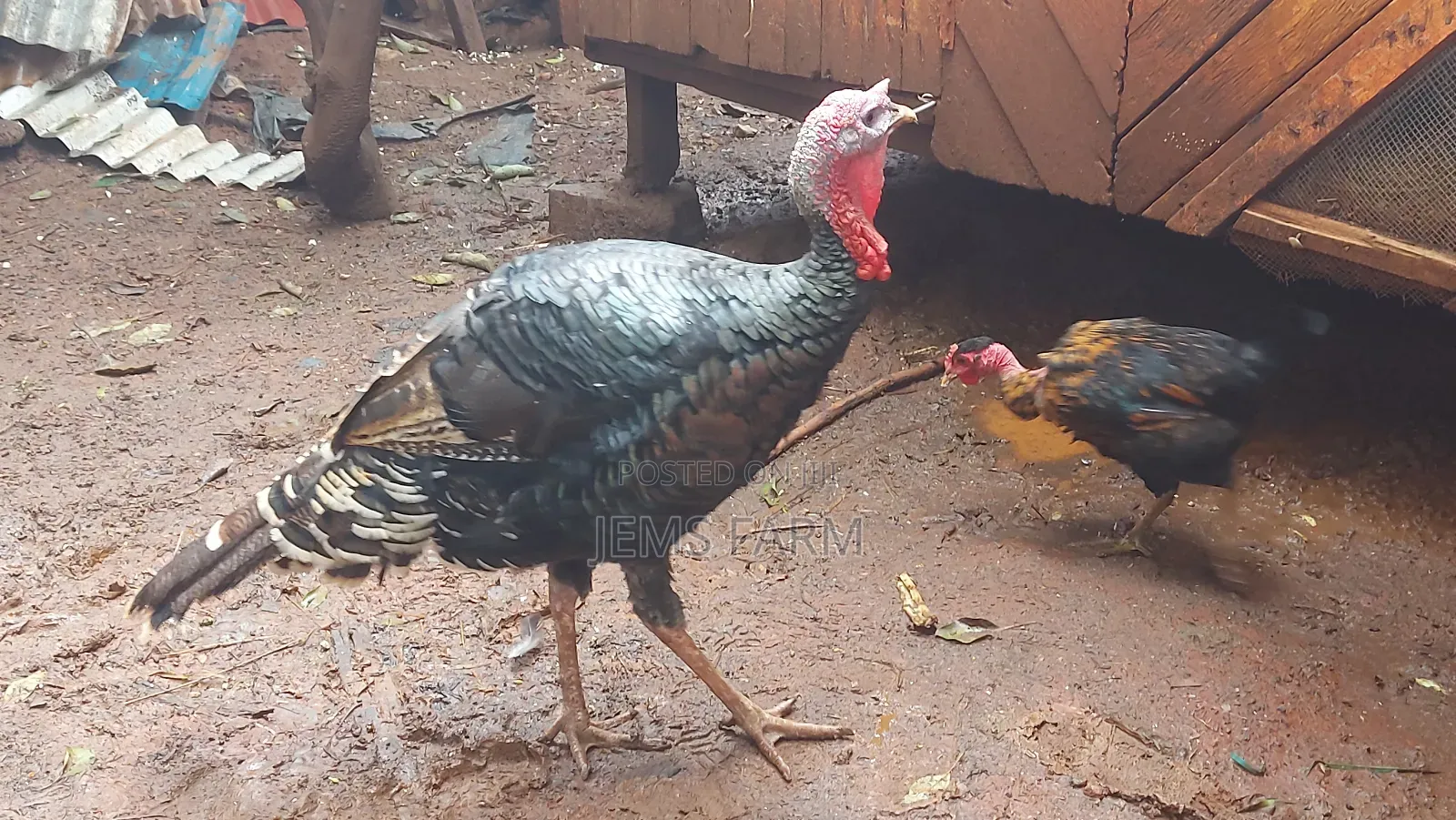 Bronze/Royal Palm Turkey Chicks Day Old to Month Old