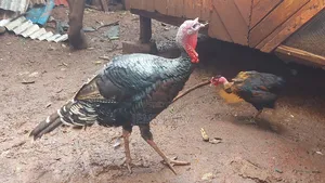 Bronze/Royal Palm Turkey Chicks Day Old to Month Old