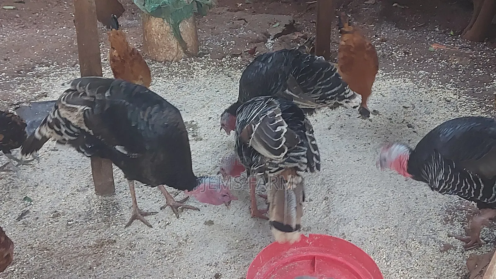 Bronze/Royal Palm Turkey Chicks Day Old to Month Old
