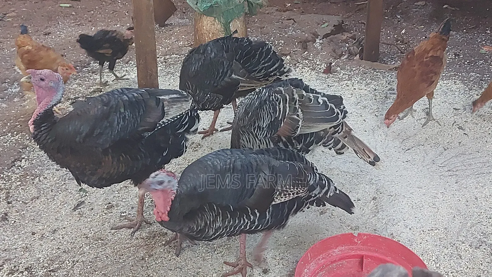 Bronze/Royal Palm Turkey Chicks Day Old to Month Old