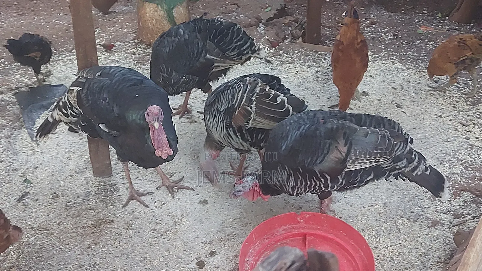 Bronze/Royal Palm Turkey Chicks Day Old to Month Old