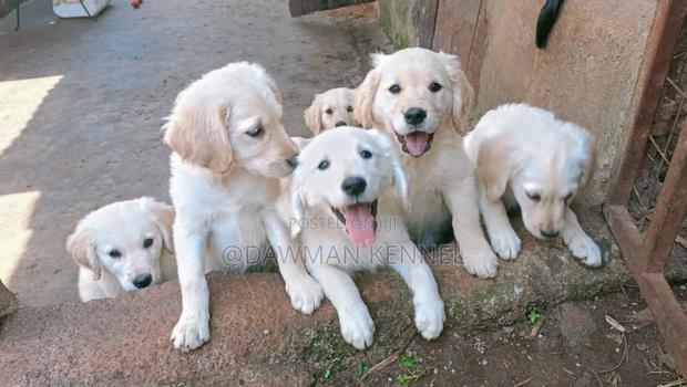 1-3 months Male Purebred Golden Retriever - main view
