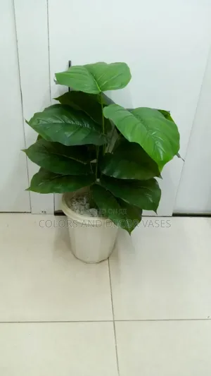 Fuller Green Plant, Vase and Pebble Stones
