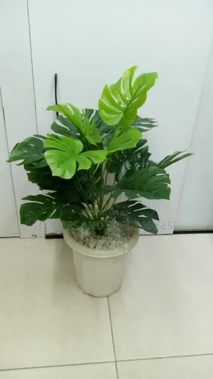 Monstera, Vase and Decorative Pebble Stones