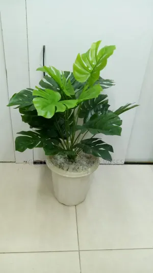 Monstera, Vase and Decorative Pebble Stones