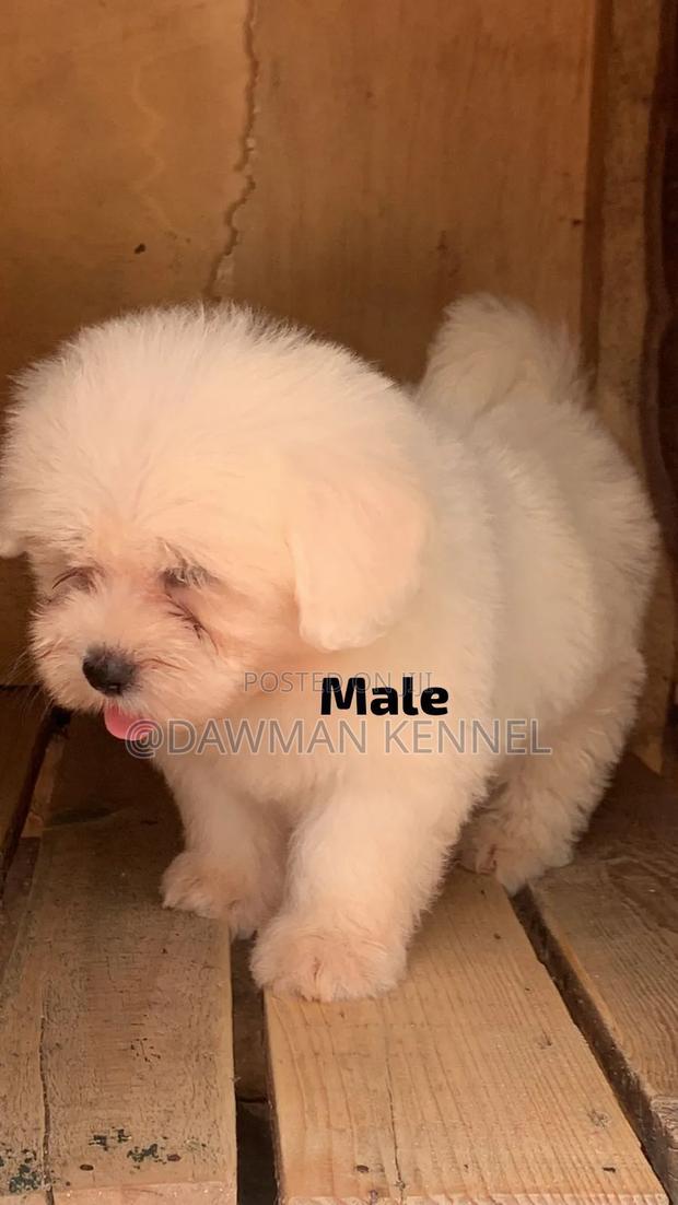 1-3 months Male Purebred Havanese - main view