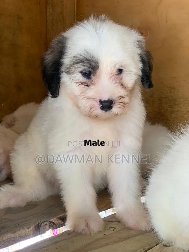 1-3 months Male Purebred Maltese - main view