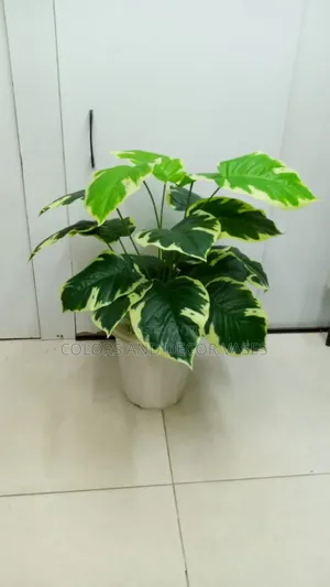 Green With a Patch of White