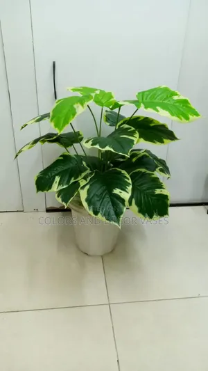 Green With a Patch of White