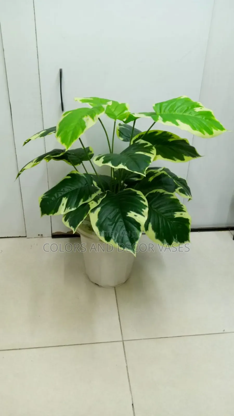 Green With a Patch of White