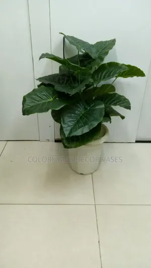 Plants Green and White Vases With Decorative Stones