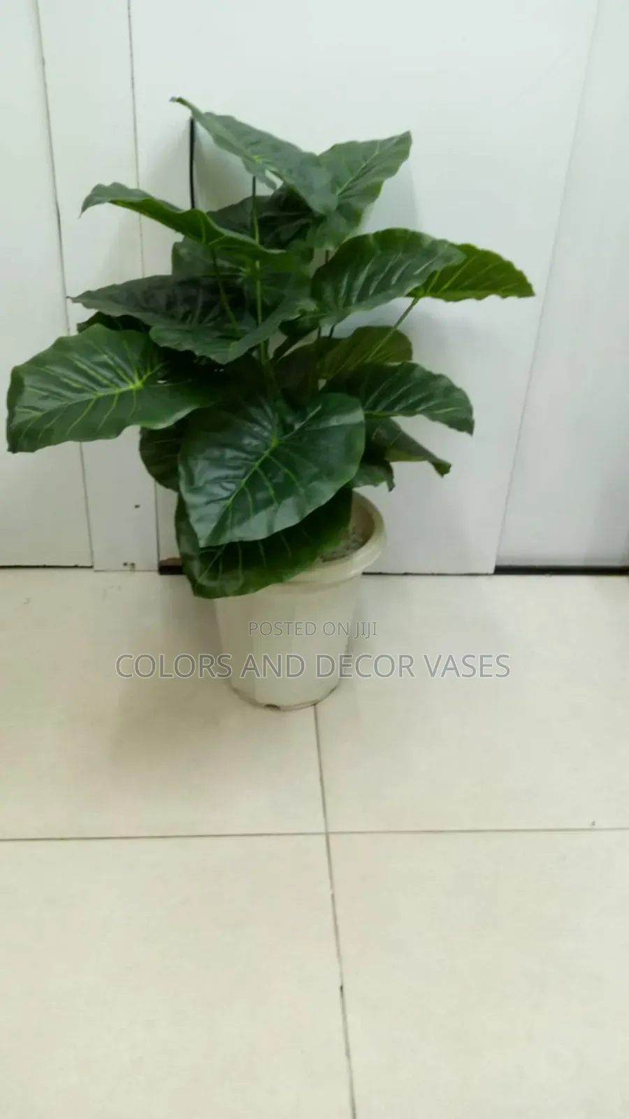 Plants Green and White Vases With Decorative Stones
