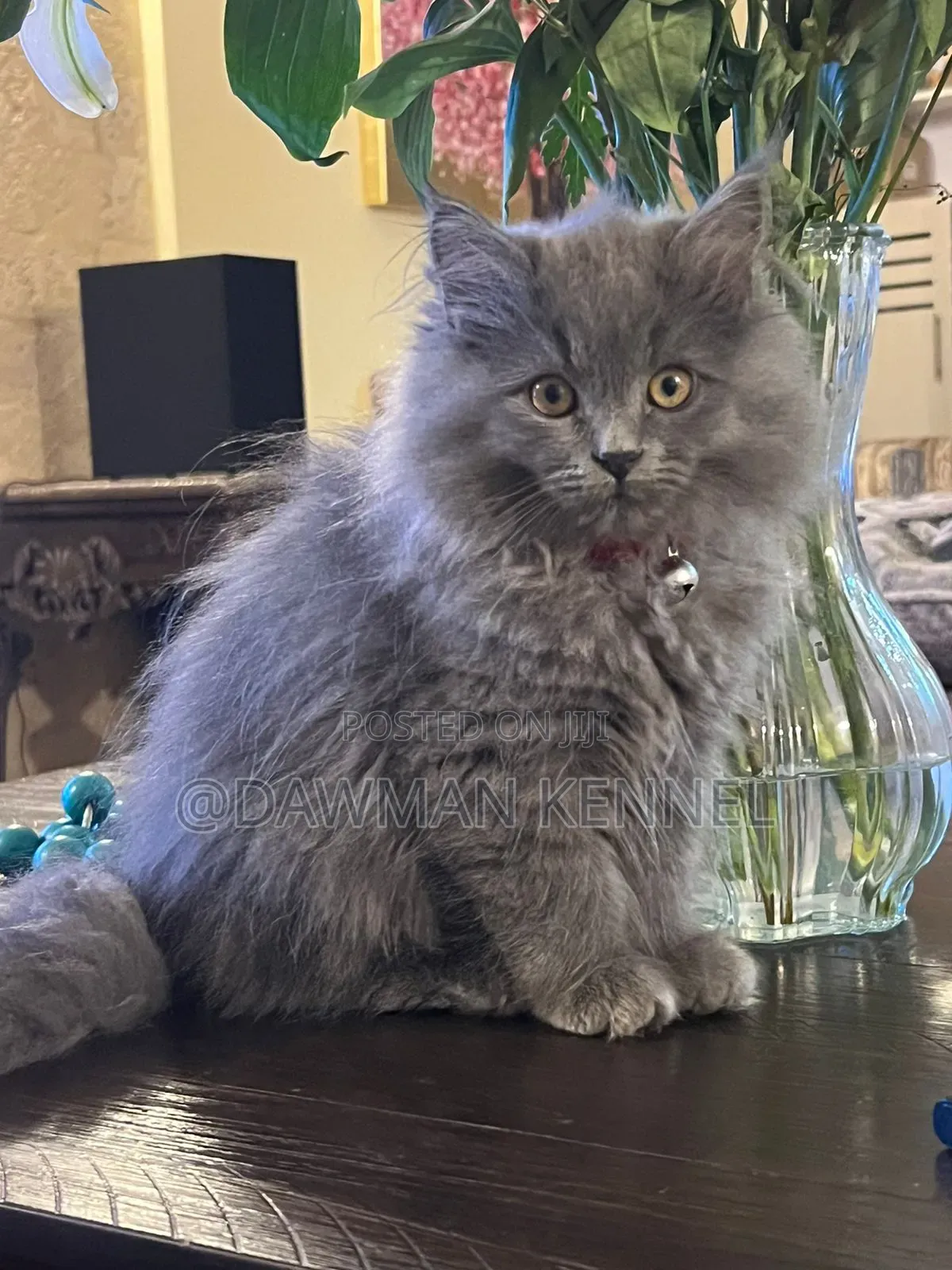 3-6 months Male Purebred Maine Coon