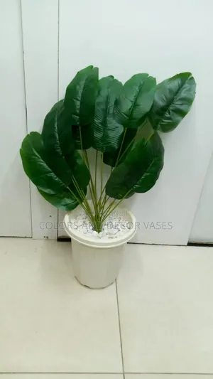 Banana Plant Plus Vase and Decorative Stones