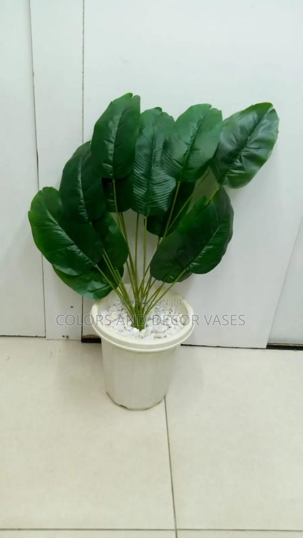 Banana Plant Plus Vase and Decorative Stones