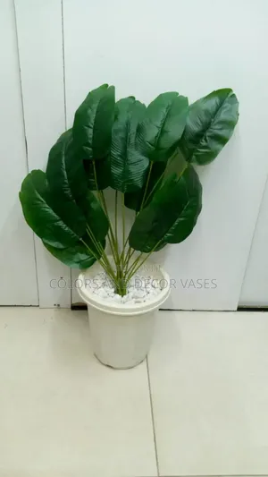 Banana Plant Plus Vase and Decorative Stones