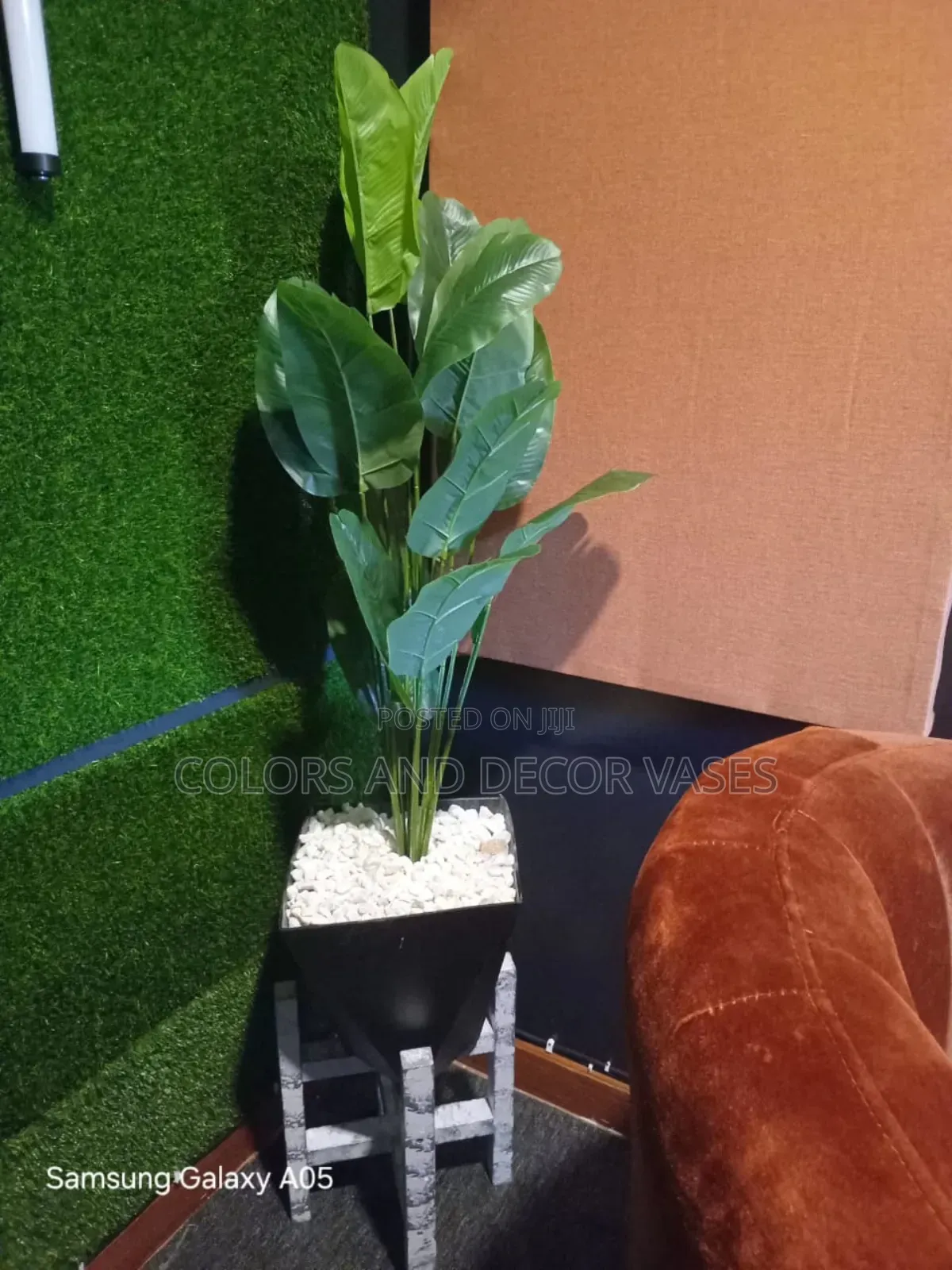 Nice and Beautiful Plant for Homes and Restaurants