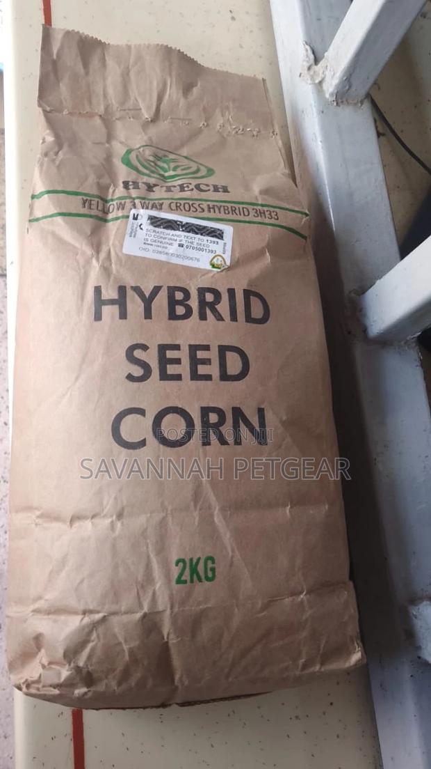 Hybrid Yellow Corn Seed - 2kg - thumbnail 2
