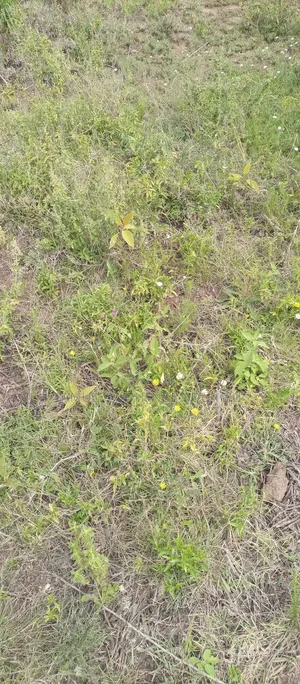 1 Acre of Land for Sale Gilgil