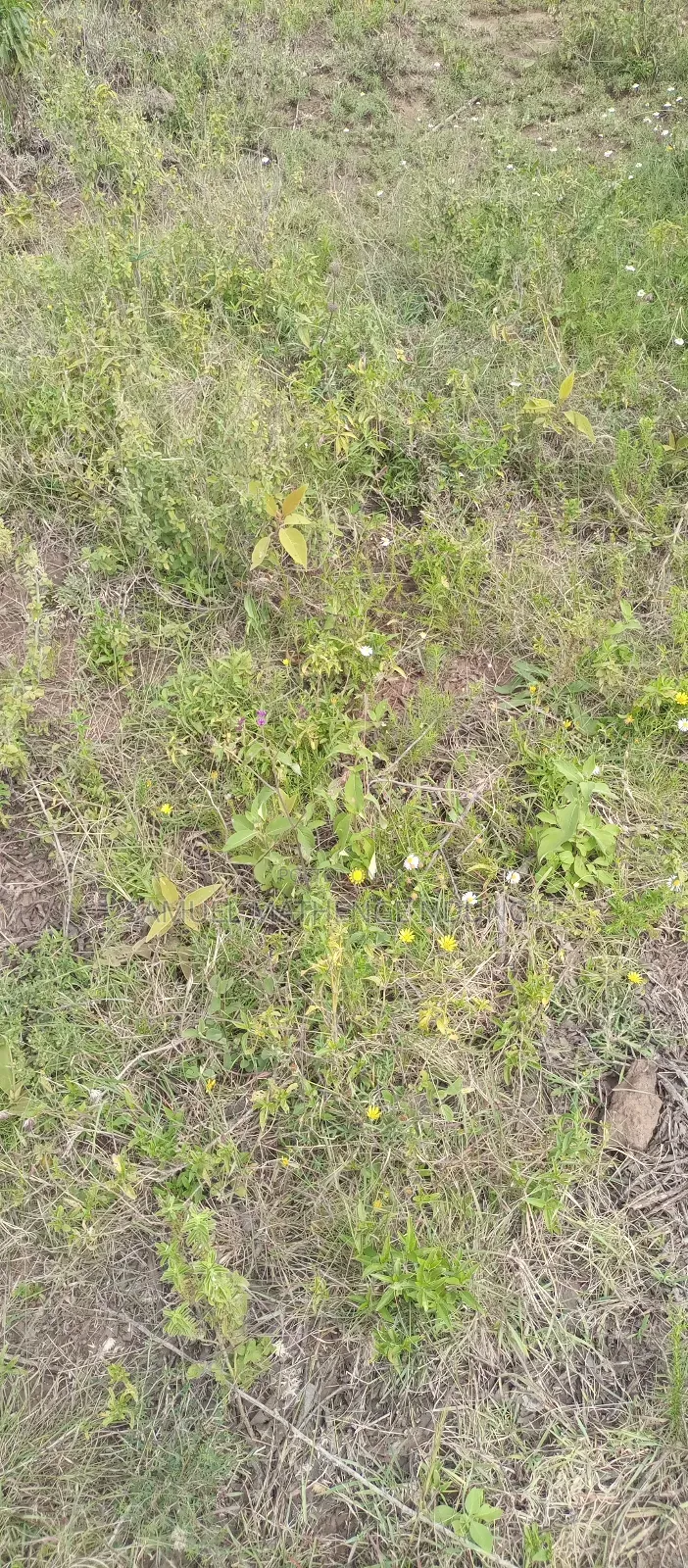 1 Acre of Land for Sale Gilgil