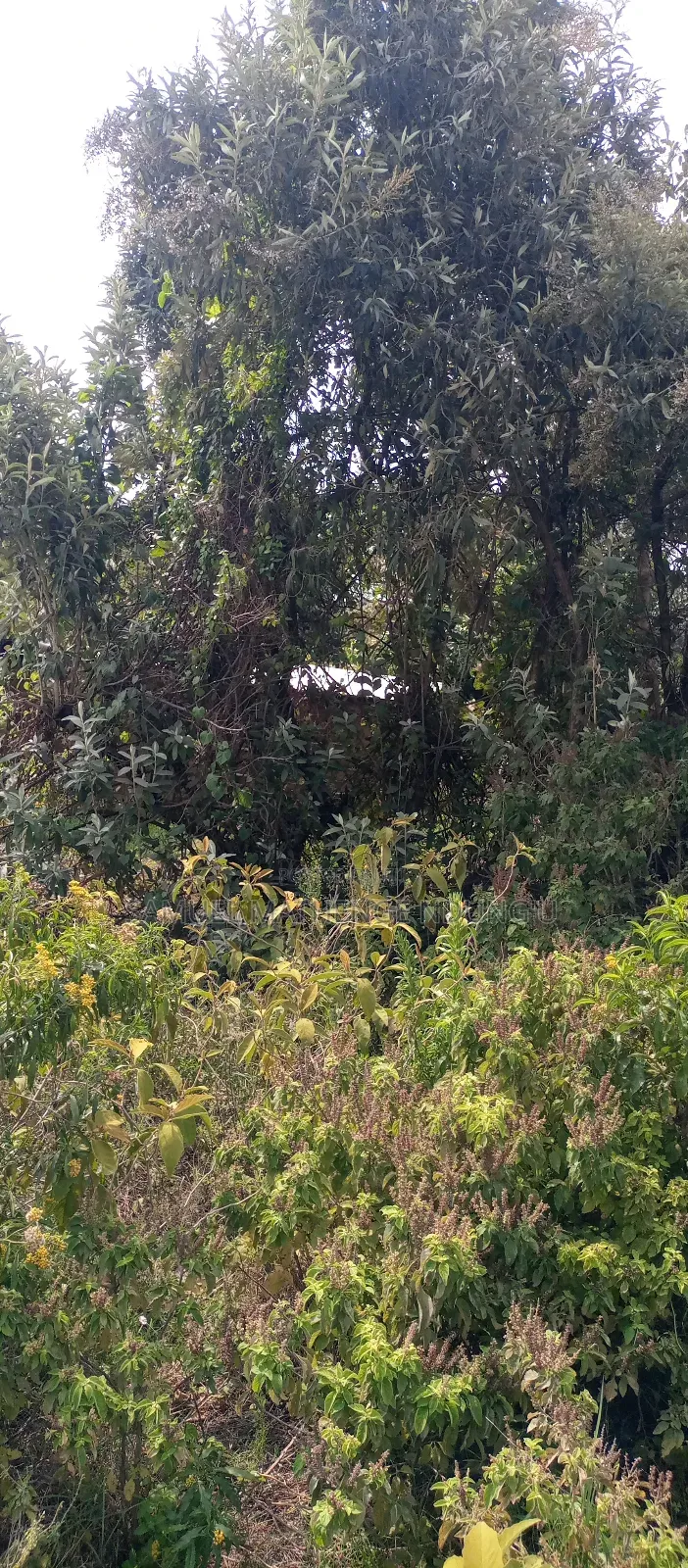 1 Acre of Land for Sale Gilgil