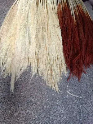 Pampas Grass Brown Plus Off White