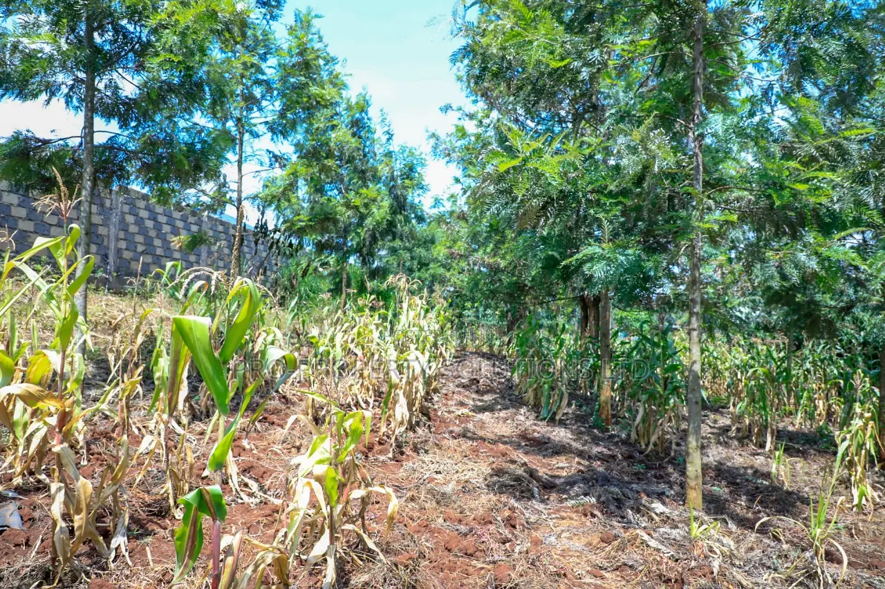Prime 1/4-Acre Residential Plot for Sale Kikuyu, Thamanda